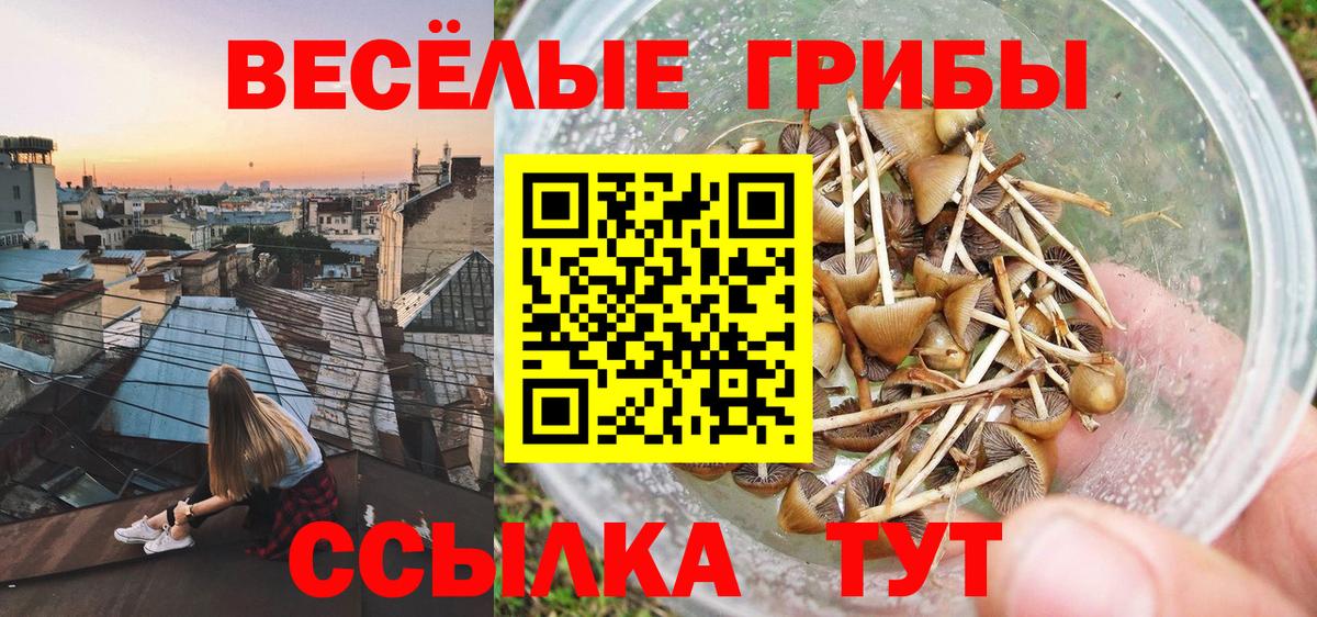 Галлюциногенные грибы Psilocybine cubensis Элиста